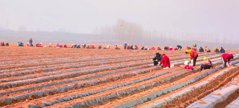 临武县生态农业：绿色之花开在田间地头